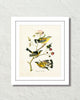 Vintage Audubon Magnolia Warbler Bird Art Print