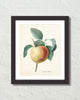Vintage Apple Botanical Fruit Art Print