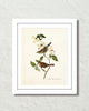 Vintage Audubon White Throated Sparrow Bird Art Print