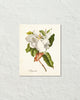 Vintage Magnolia No.1 Botanical Art Print