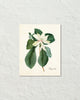 Vintage Magnolia No. 60 Art Print