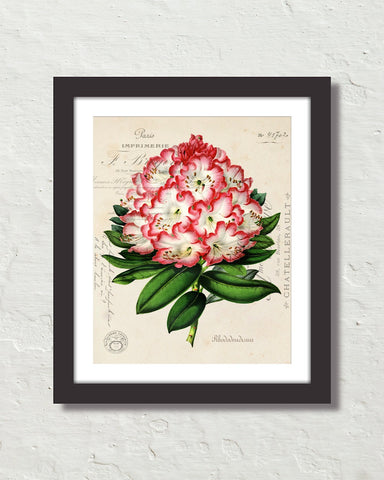 Antique Rhododendron Floral Collage Botanical Print