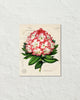 Antique Rhododendron Floral Collage Botanical Print