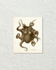 Vintage Octopus No. 3 Sepia Color Art Print