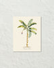 Vintage Tropical Banana Palm 1 Botanical Art Print