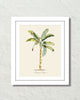 Vintage Tropical Banana Palm 1 Botanical Art Print
