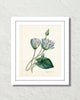 Blue Lotus Antique Botanical Art Print