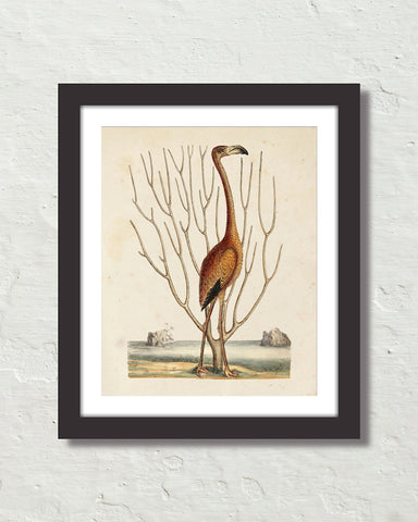 Vintage Sea Bird No. 15 Natural History Art Print