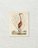 Vintage Sea Bird No. 15 Natural History Art Print