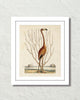 Vintage Sea Bird No. 15 Natural History Art Print