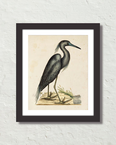 Vintage Sea Bird No. 16 Natural History Art Print