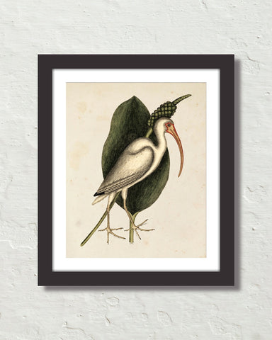 Vintage Sea Bird No. 82 Natural History Art Print