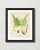 British Fern No. 3 Botanical Art Print