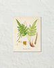 British Fern No. 3 Botanical Art Print