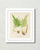 British Fern No. 3 Botanical Art Print