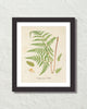 British Fern No. 5 Botanical Art Print