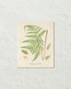 British Fern No. 5 Botanical Art Print