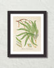 British Fern No. 6 Botanical Art Print