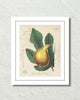 French Fig Collage Botanical Art Print