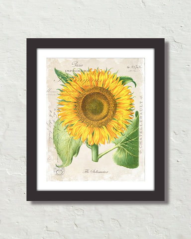 French Sunflower Collage Botanical Art Print