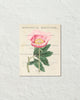 Vintage Floral Collage No. 819 Botanical Art Print