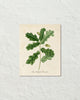 Vintage French Oak Botanical Art No. 15 Art Print