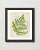 Vintage Fern Botanical Collage No. 31 Art Print