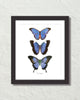 Les Papillons Blue Butterflies Art Print