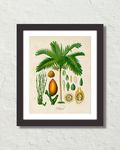 Vintage Palm Tree No. 14 Art Print