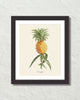 Vintage Tropical Pineapple Botanical Art Print