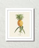 Vintage Tropical Pineapple Botanical Art Print