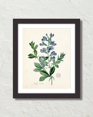 Podalyria Astralus No. 2 Antique Botanical Art Print