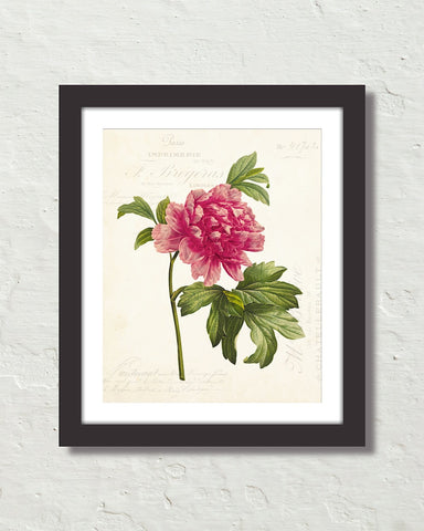 French Mountain Peony Collage Botanical Art Print