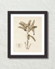 Vintage French Banana Palm Tree No. 2 Sepia Tint Art Print