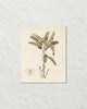 Vintage French Banana Palm Tree No. 2 Sepia Tint Art Print