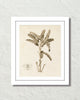 Vintage French Banana Palm Tree No. 2 Sepia Tint Art Print