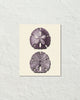 Vintage Sand Dollar No. 3 Purple Tint Art Print