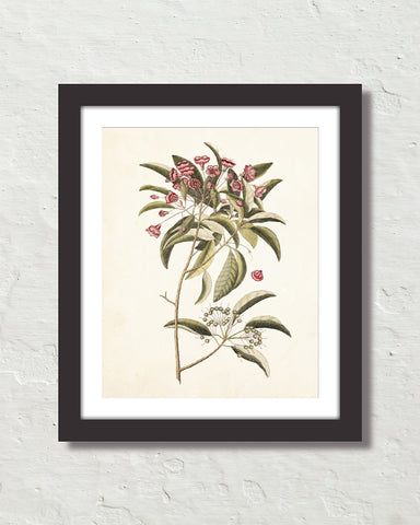 Catesby Botanical Print No. 98 Art Print