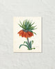 Fritillaria Imperialise Antique Botanical Art Print