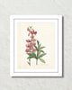 Lilium Martagon Antique Botanical Art Print