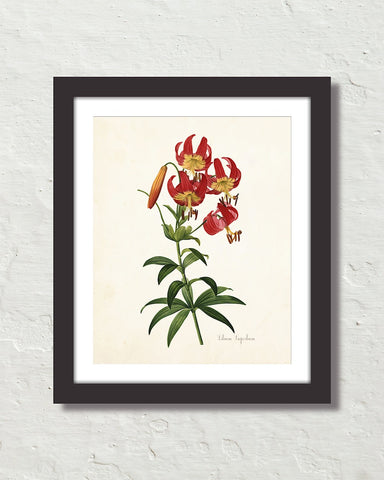 Lilium Superbum Antique Botanical Art Print