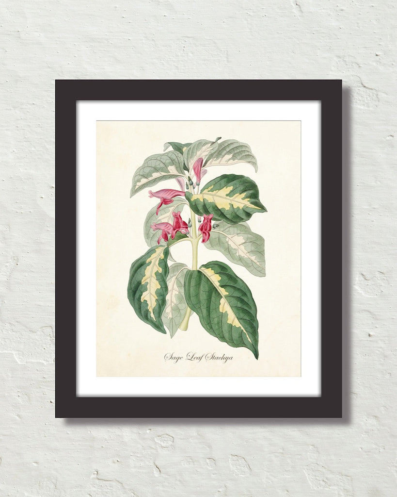 BOTANICAL ART 【import品】 BOTANICAL ART 【import品】 BOTANICAL ART 【import品】 ZX
