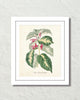 Vintage Sage Leaf Stachya No. 72 Botanical Art Print