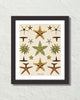 Vintage Starfish Collage No. 2 Art Print