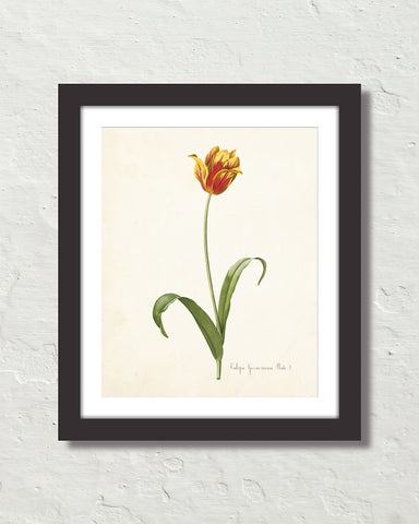 Antique Botanical Tulip No. 11 Art Print
