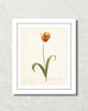 Antique Botanical Tulip No. 11 Art Print