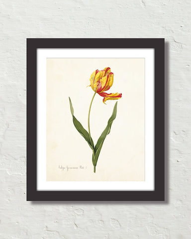 Antique Botanical Tulip No. 22 Art Print