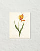Antique Botanical Tulip No. 22 Art Print