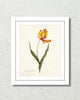 Antique Botanical Tulip No. 22 Art Print