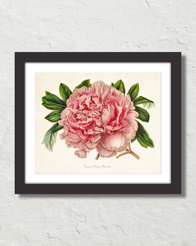 Paeonia Arborea Alexandre Antique Botanical Art Print